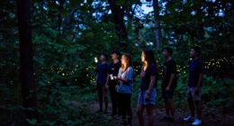 How A Story About Synchronous Fireflies Became “Luciole”