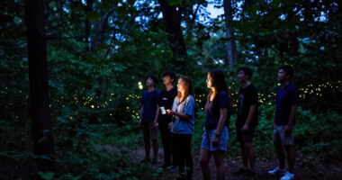 How A Story About Synchronous Fireflies Became “Luciole”