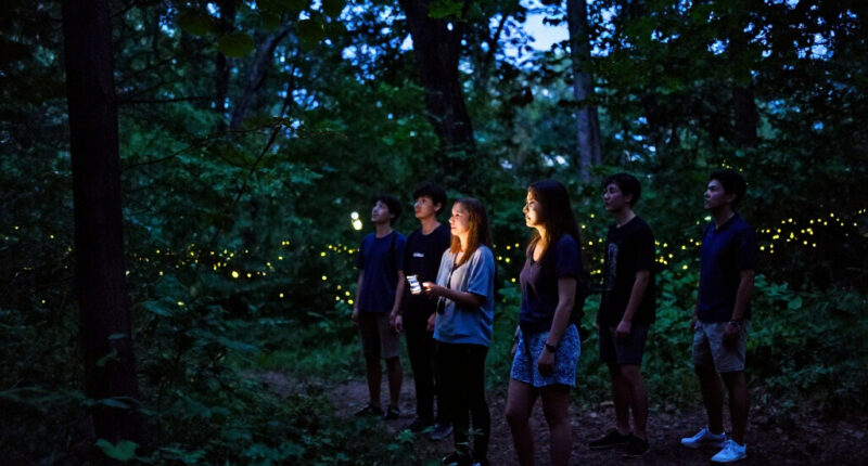 How A Story About Synchronous Fireflies Became “Luciole”